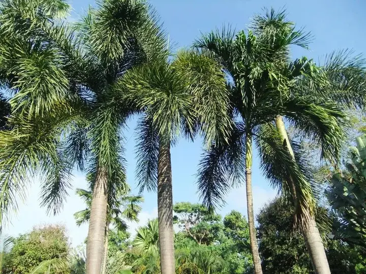 Ко-Мак: Coconut Villa