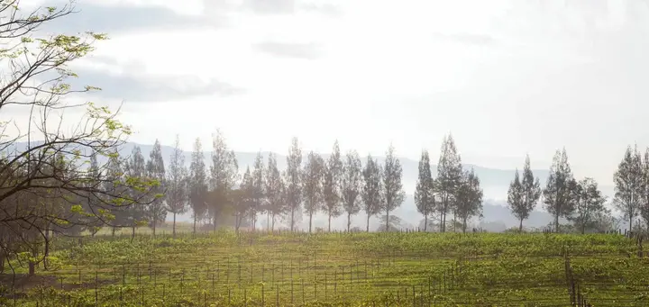 Ванг Нам Кхио: Village Farm and Winery