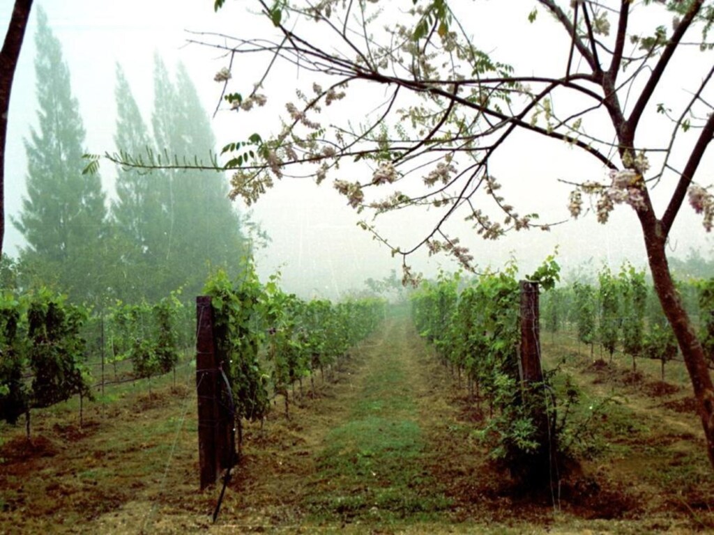 Village Farm and Winery — фото 6