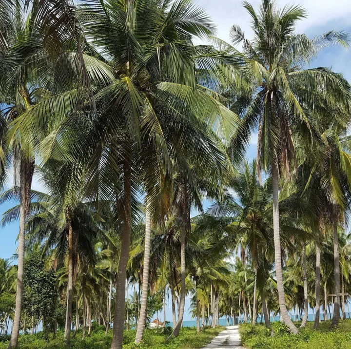 Ханом: Ban Thanyanan Resort