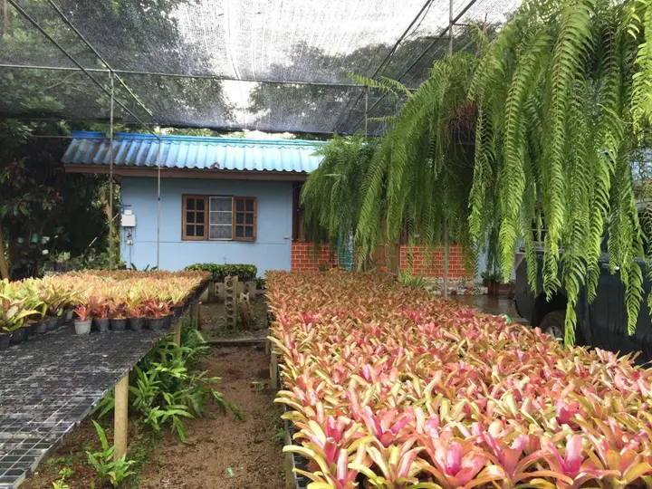 Маерим: Pallada Bromeliads Garden and Resort