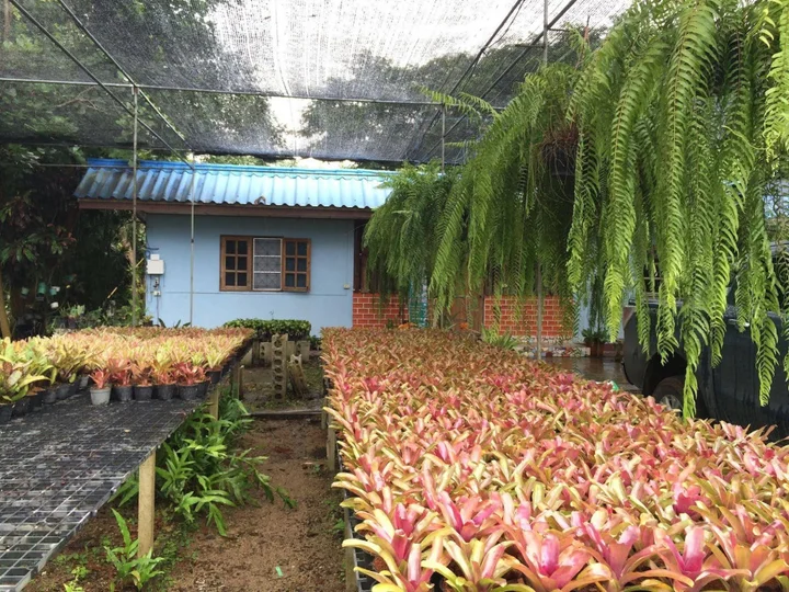 Маерим: Pallada Bromeliads Garden and Resort