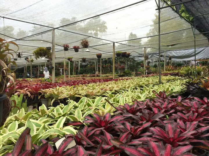Маерим: Pallada Bromeliads Garden and Resort