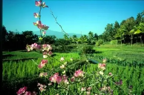 Маерим: Lana Thai Villa