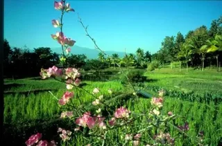 Маерим: Lana Thai Villa