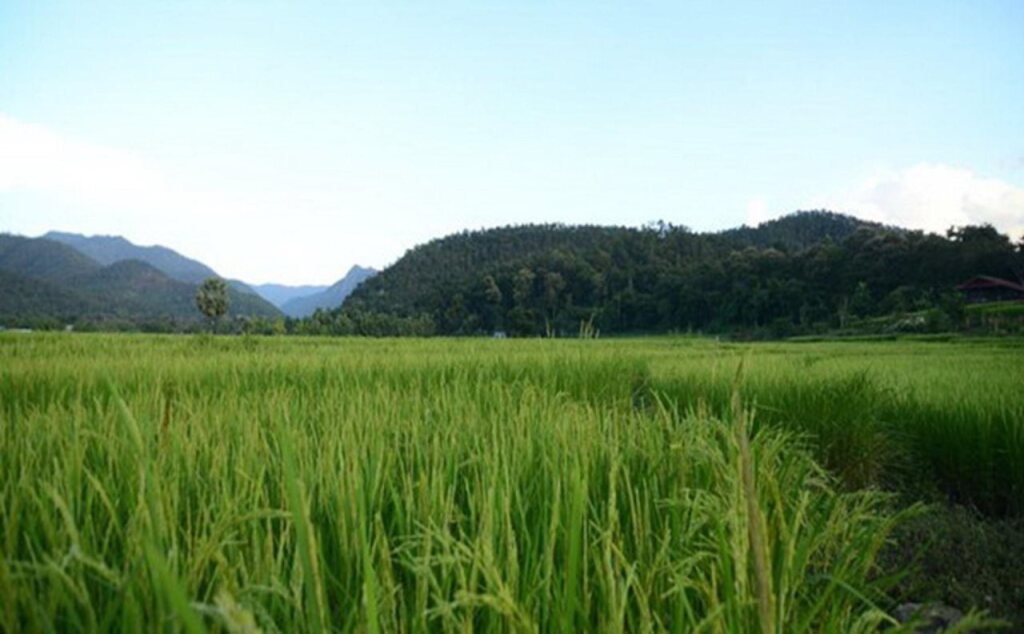 Мэхонгсон: Phu Fha Maehongson Resort