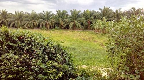Сураттхани: Suratthani Airport Resort