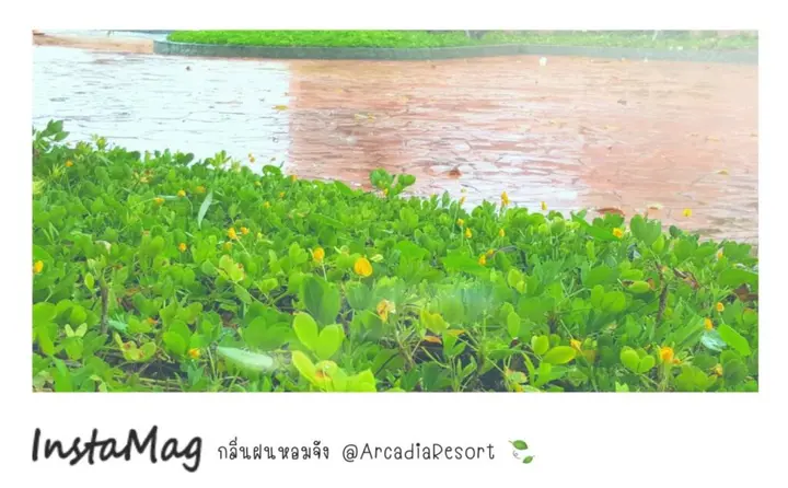 Сирача: Arcadia Resort
