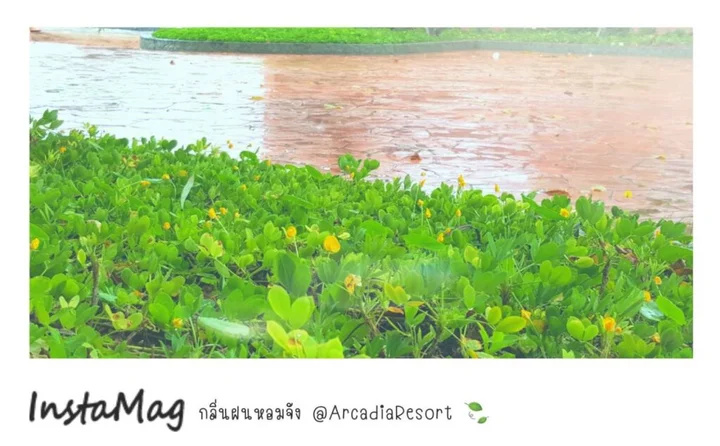 Сирача: Arcadia Resort