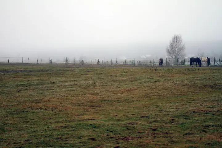 Печки: Inn First Horse