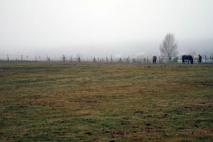 Печки: Inn First Horse