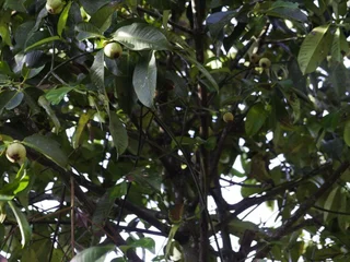Чумпхон: Tamsabai Resort Chumphon