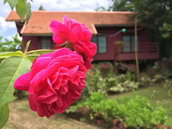 Ханг Донг: Chiangmai Royal Creek