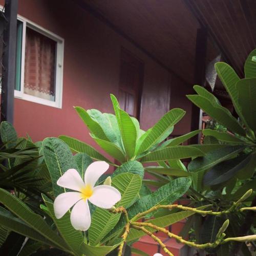 Сан-Патонг: Silver Homestay & Resort Maewang