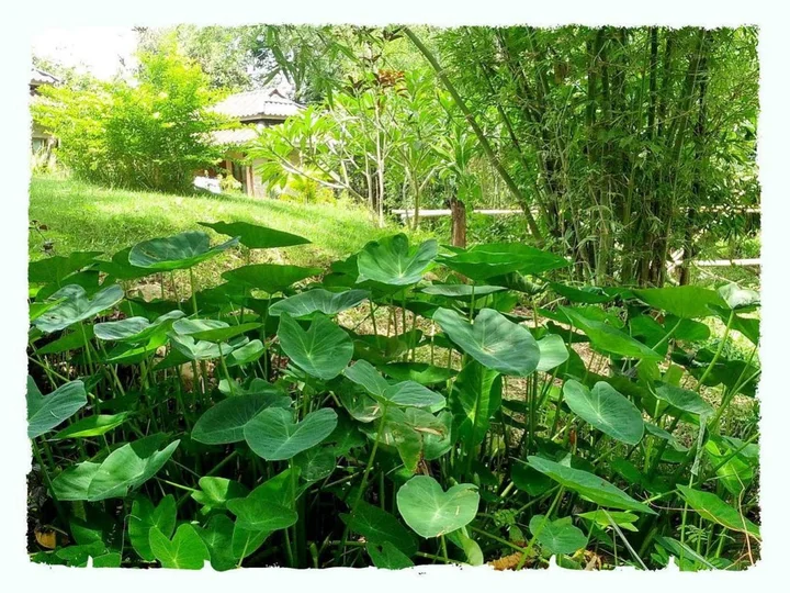 Паи: Paivana Resort
