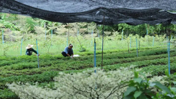 Сарапхи: Racha Herb Gardens