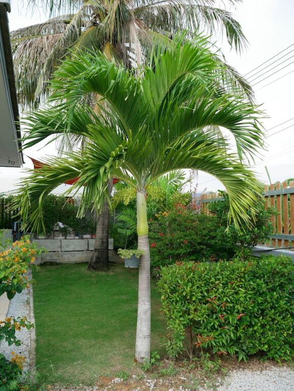 Районг: Mangogarden Guesthouse