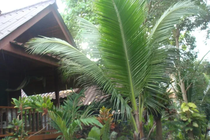Остров Тау: Silver Sands Resort - Koh Tao