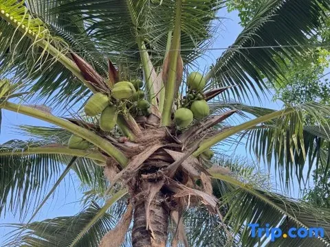 Ко-Лан: Rang Noknoy Resort at Kohlarn