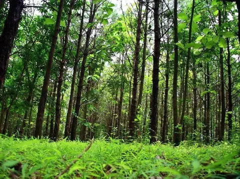 Пху Руэа: Chachanat Woodland Resort