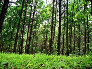 Пху Руэа: Chachanat Woodland Resort