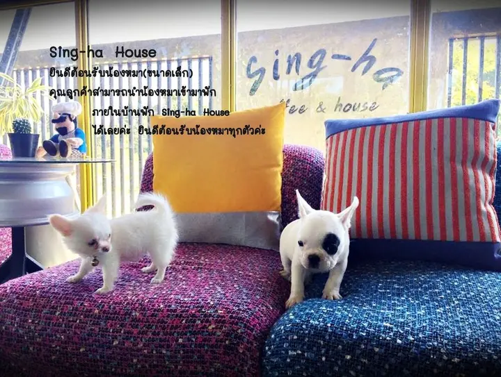 Сан-Кампаенг: Sing-ha Coffee & House