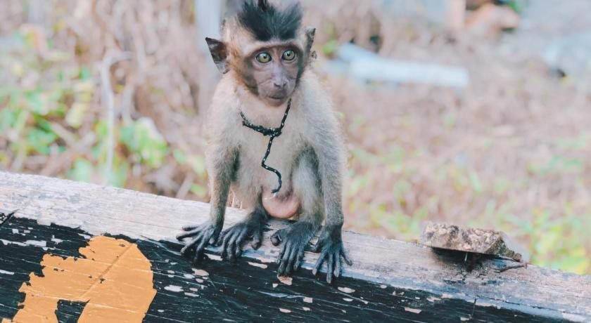 Ланта: Monkey Bungalow
