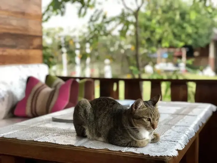 Пхитсанулок: Phupha Inn Resort