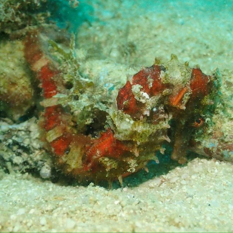 Ко-Липе: Seahorse Lipe Hostel