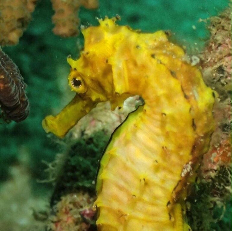 Ко-Липе: Seahorse Lipe Hostel