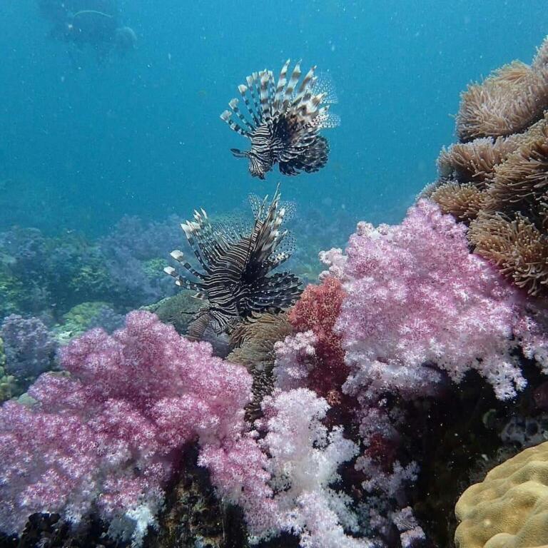 Ко-Липе: Seahorse Lipe Hostel