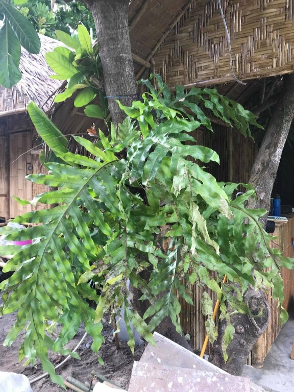 пляж Санрайз: The Bamboo Garden
