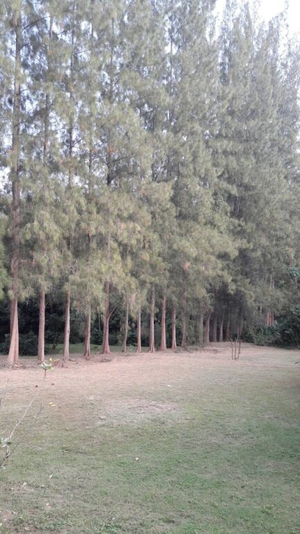 Суан Фуэн: Suanrimtarn Suanphung