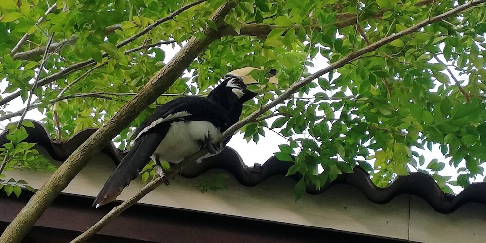 Ко-Яо-Яй: Bang Tidlay Koh Yao Noi