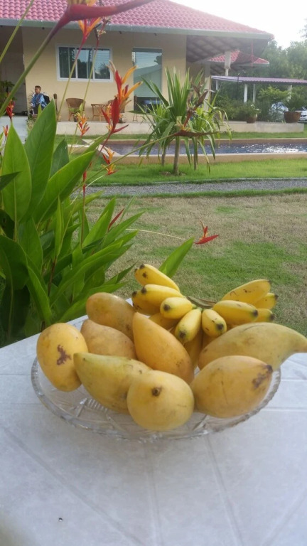 Сарапхи: Longan Tree