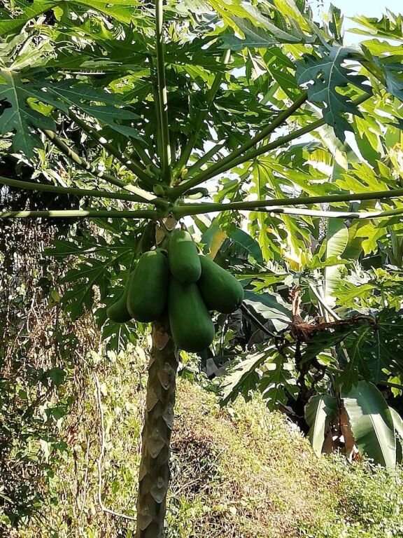 Сарапхи: Longan Tree