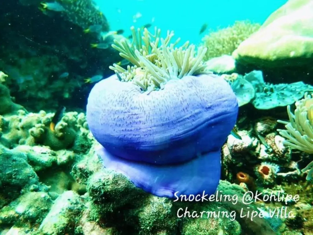 Ко-Липе: Charming Lipe Beach Resort