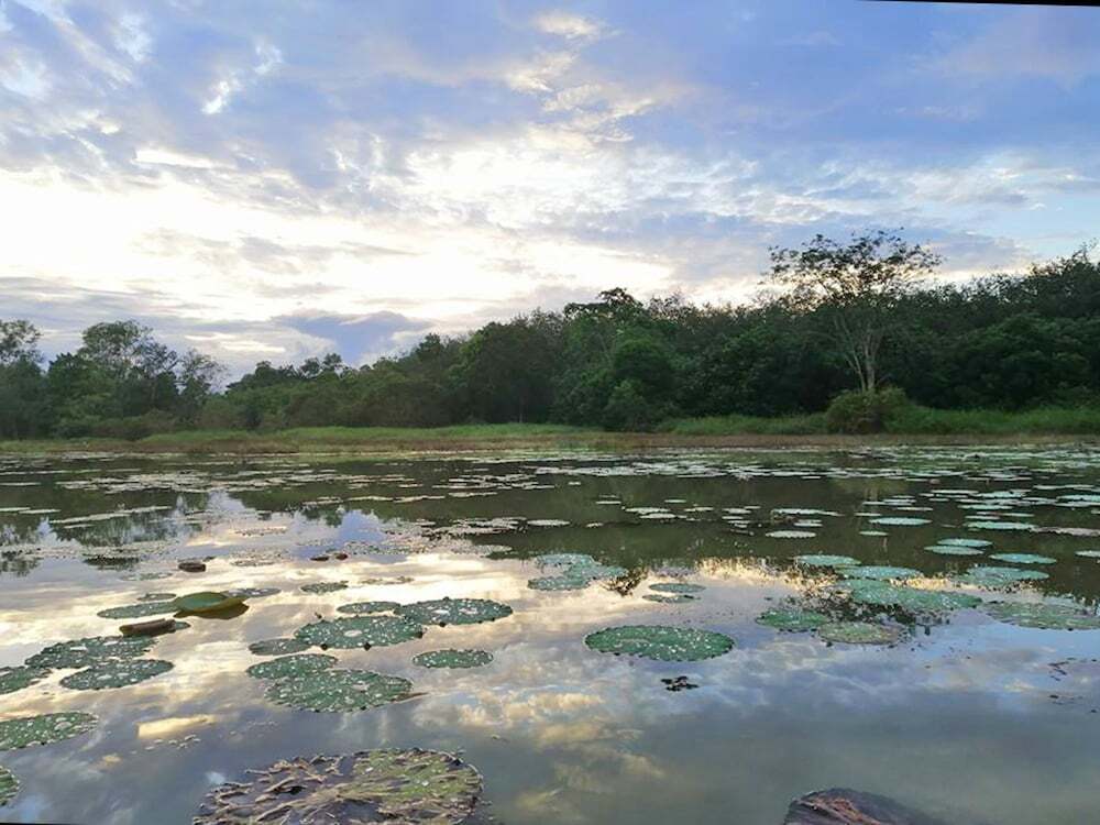 Сураттхани: Wichai's Jungle Home Stay