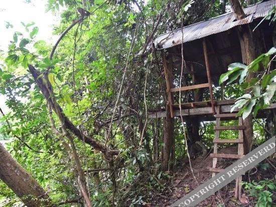 Сураттхани: Wichai's Jungle Home Stay