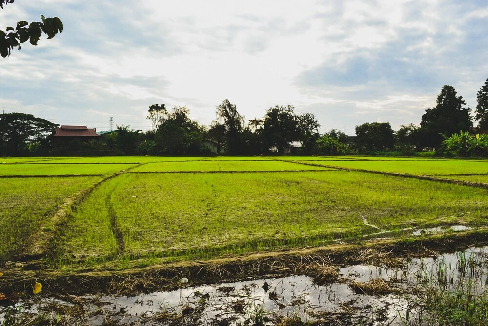Ханг Донг: Bannkrithamed Chiangmai