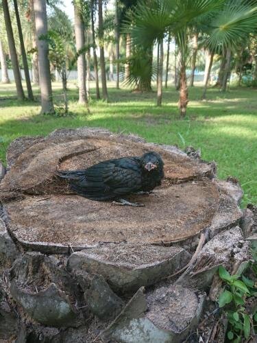 Лопбури: Lopburi Palm Resort