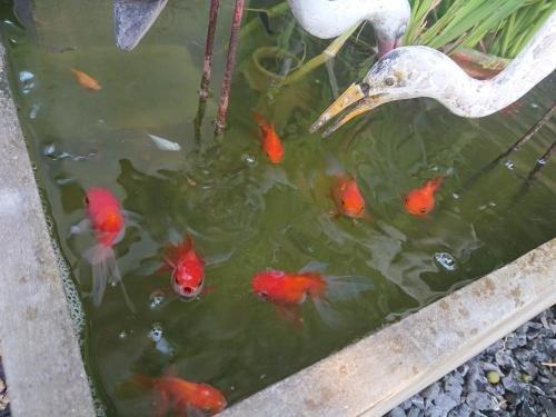 Лопбури: Lopburi Palm Resort
