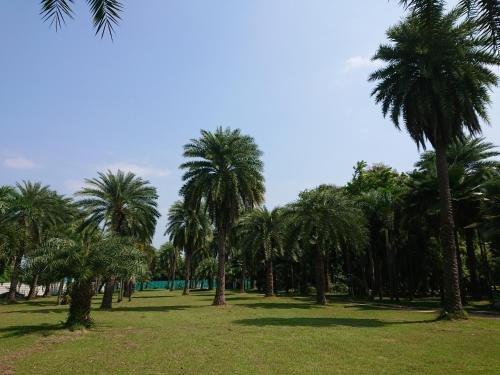 Лопбури: Lopburi Palm Resort