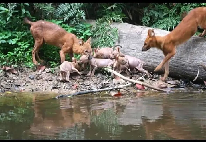 Пак-Чонг: Pakchong hostel & wildlife tour