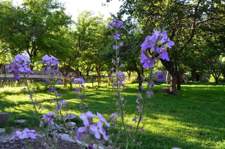 Местиа: Отель Garden House