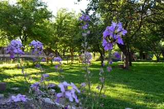 Местиа: Отель Garden House