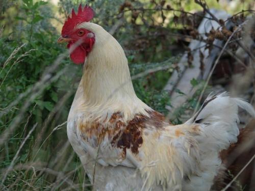 Брест: Medny Dvor Farm Stay