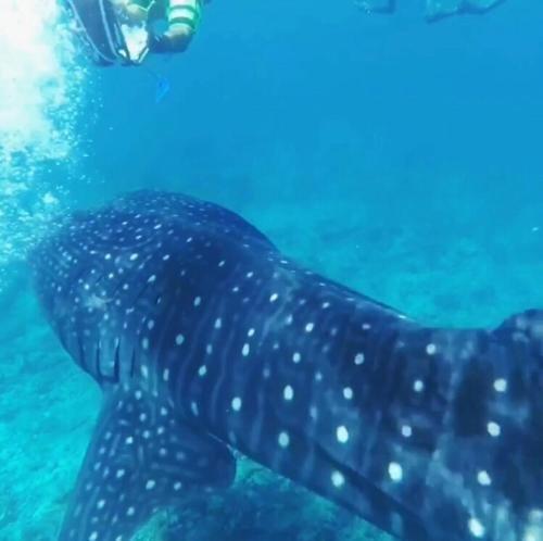 Атолл Алиф-Дхаалу: Sundive Lodge Maldives