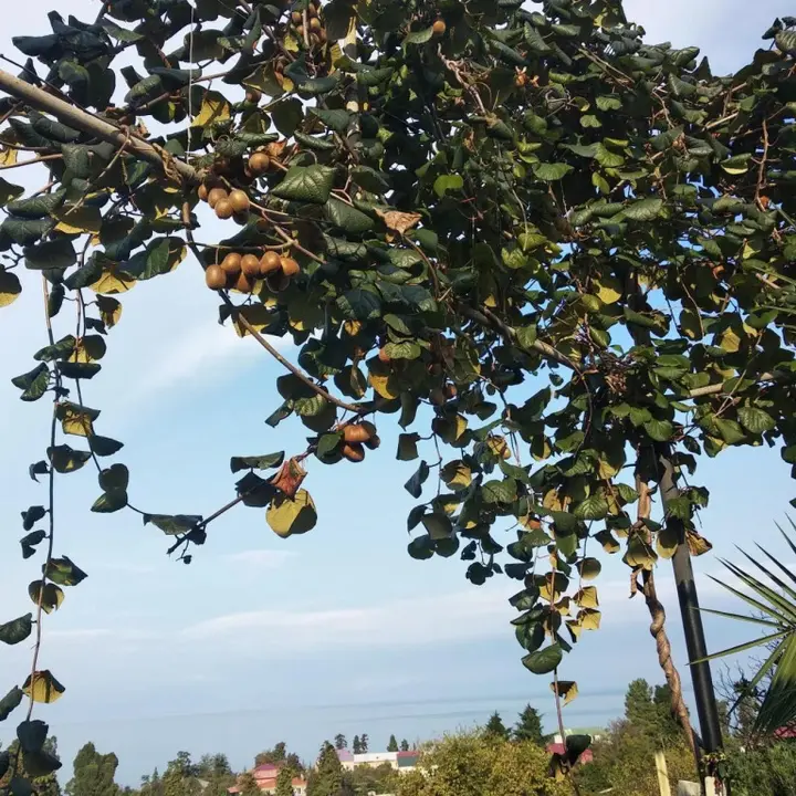 Батуми: Kemeni HGuest House