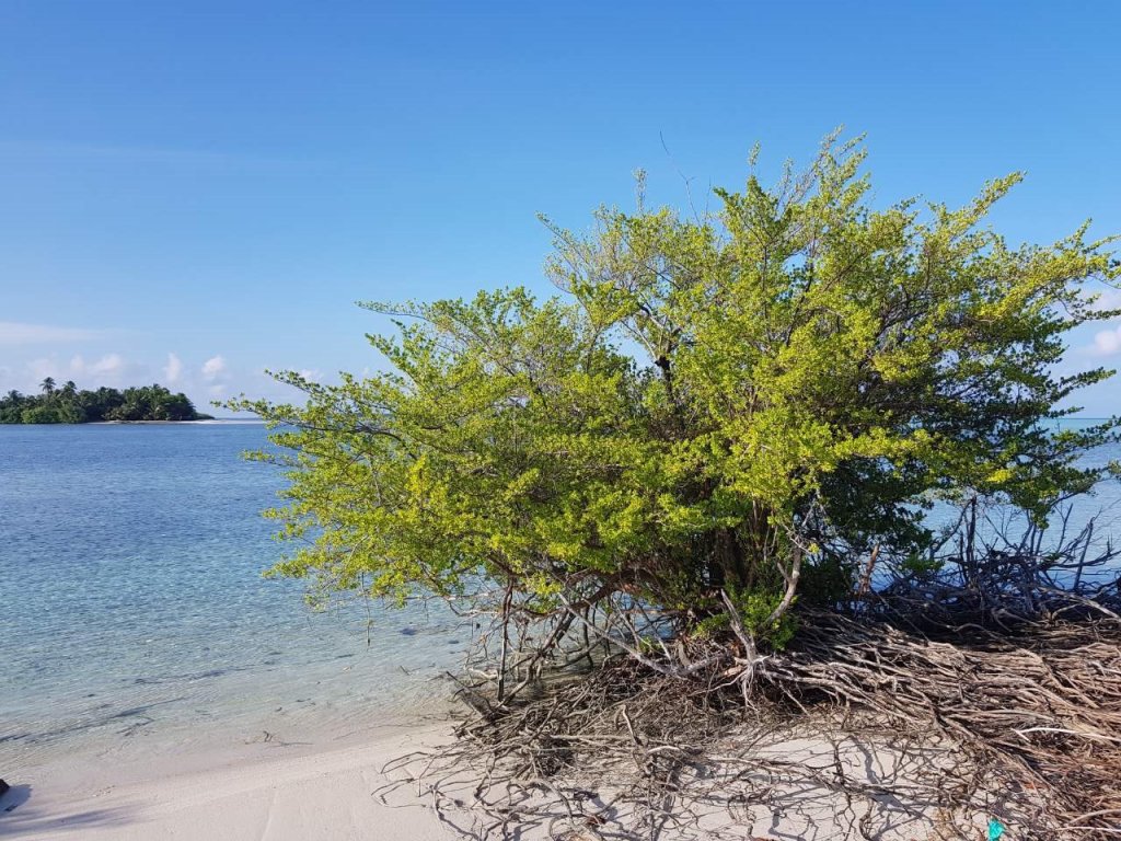 Атолл Гаафу-Дхаалу: Hoandedhoo Inn